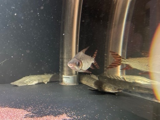 カラプロ　カラープロキロダス