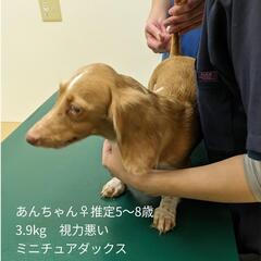 緊急レスキュー！全盲のMダックス♀にずっとのお家を