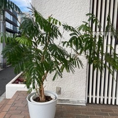 エバーフレッシュ 10号 観葉植物