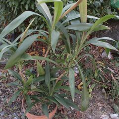 【お譲り先決定】  【最終処分】　観葉植物　ユッカ　青年の木　１鉢