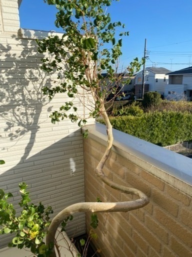 観葉植物　フィカスベンジャミナ
