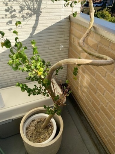 観葉植物　フィカスベンジャミナ