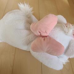 マリー　ティッシュカバー　ディズニーの画像