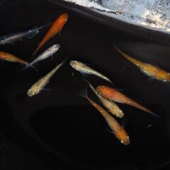 完売🙇🐟ブランドMIX１０匹セット❗　安心現物個体　色々なキレイ...