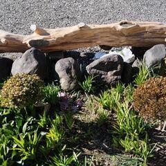 ヒトツバ  イヌマキ丸太の画像