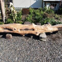 ヒトツバ  イヌマキ丸太の画像