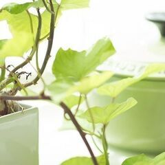 北海道新鮮な農産物を使った洋菓子ショップ　のパティシエ募集！の画像