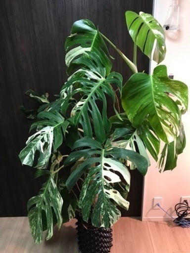 白斑モンステラボルシギアナ　MONSTERA BORSIGIANA WHITE VARIEGATED