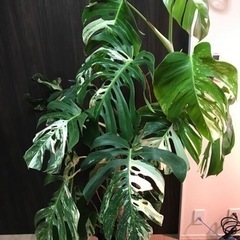 白斑モンステラボルシギアナ　MONSTERA BORSIGIAN...