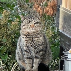 捨てるもので猫を助けてください