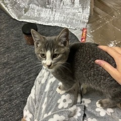 ★★★商談中です：5ヶ月ぐらいの子猫★★★