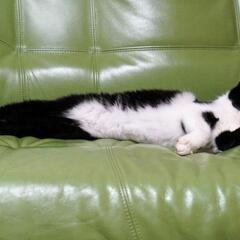大切にしてくださる方を待っています - 猫