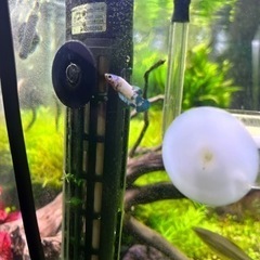 熱帯魚＋ヤマトヌマエビ　30日までの画像