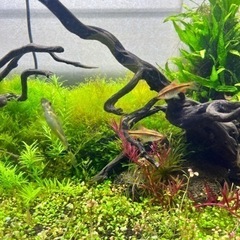 熱帯魚＋ヤマトヌマエビ　30日まで
