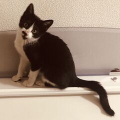 甘えん坊でかしこい　白黒くん