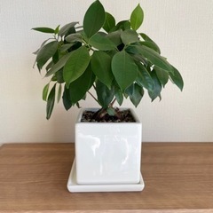 観葉植物とプラントスタンド