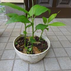 茗荷　みょうが　苗木　抜き苗　苗のみ　鉢なし　３本　C