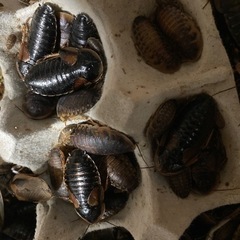 デュビア　餌　成虫70匹＋α