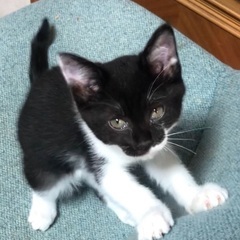 保護猫の子猫