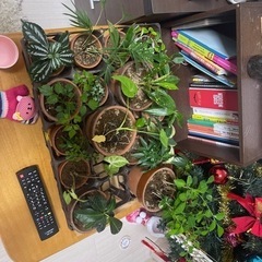 観葉植物 植物 17点　3000円