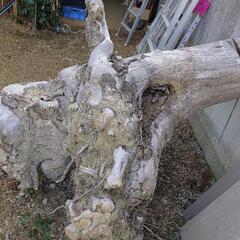オブジェにいかがでしょうか  大木の根っこ ですの画像