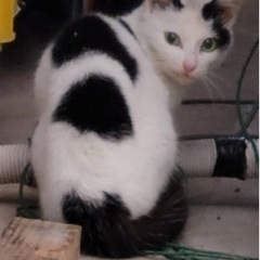 白黒　メス猫　推定４ヶ月 - 猫