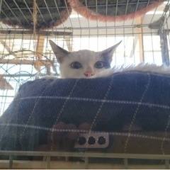 白黒　メス猫　推定４ヶ月 - 宇部市