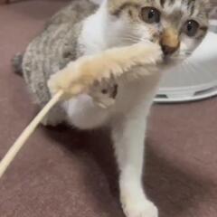エイズ陽性（保護時1回目）