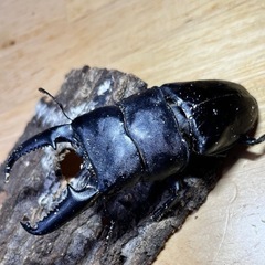 国、外産カブト虫、クワガタ虫　　1匹50〜円の画像