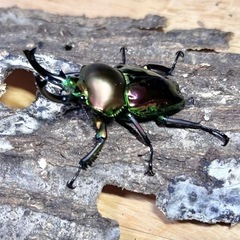 国、外産カブト虫、クワガタ虫　　1匹50〜円の画像