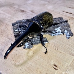 国、外産カブト虫、クワガタ虫　　1匹50〜円の画像