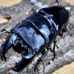 国、外産カブト虫、クワガタ虫　　1匹50〜円
