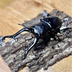 国、外産カブト虫、クワガタ虫　　1匹50〜円の画像