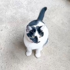 【行方不明の猫探し】飼い猫がいなくなってしまいました。