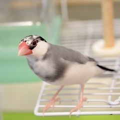 文鳥の里親様