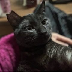 ブラックスモークの男の子