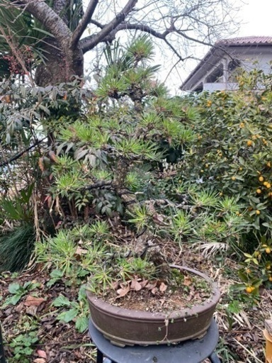 黒松盆栽