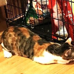 三毛ハチワレ♀里親決まりました