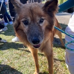 保健所に1年半もいたMIXの男の子 - 犬