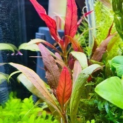前景〜後景まで10種水草セット　※1月3日までの募集分の画像