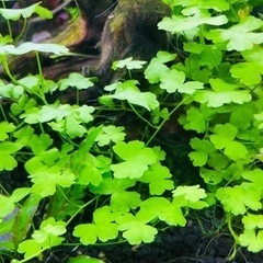 前景〜後景まで10種水草セット　※1月3日までの募集分の画像