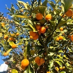 金柑(現在お問い合わせの方のみの対応1/22)