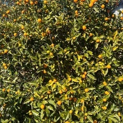 金柑(現在お問い合わせの方のみの対応1/22)の画像