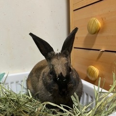 【募集を停止します】23.06.25生まれのミニウサギ