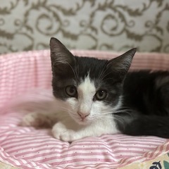 グレー白の子猫