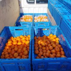 訳あり食べ切り有田みかん🍊　1/30くらいまでの限定販売　最終値...