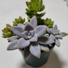 多肉植物セット
