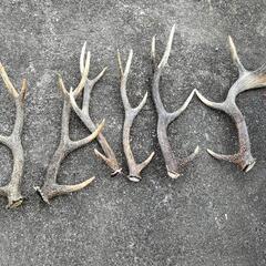 鹿の角(インテリア、アクセサリー犬のおもちゃ)、