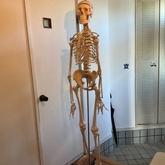 全身骨模型