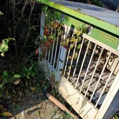 犬小屋
